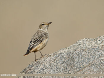 Rufous-tailed Rock-thrush (Monticola saxitilis) - image #487661 gratis